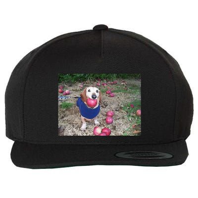 Apple Dog Meme Funny Dog With Apple In Mouth Funny Brainrot Wool Snapback Cap