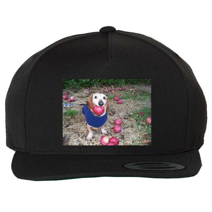 Apple Dog Meme Funny Dog With Apple In Mouth Funny Brainrot Wool Snapback Cap