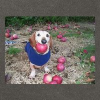 Apple Dog Meme Funny Dog With Apple In Mouth Funny Brainrot Cotton Canvas Backpack