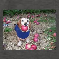 Apple Dog Meme Funny Dog With Apple In Mouth Funny Brainrot Vector Backpack