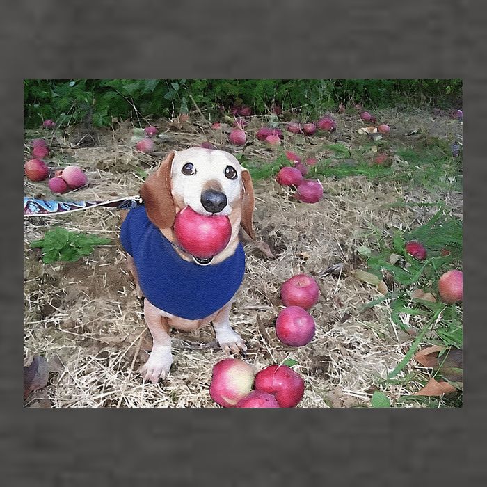 Apple Dog Meme Funny Dog With Apple In Mouth Funny Brainrot Vector Backpack
