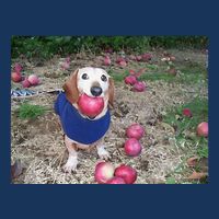 Apple Dog Meme Funny Dog With Apple In Mouth Funny Brainrot Infant Baby Jersey Bodysuit