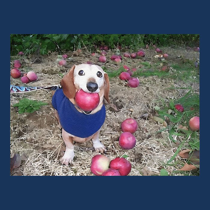 Apple Dog Meme Funny Dog With Apple In Mouth Funny Brainrot Infant Baby Jersey Bodysuit