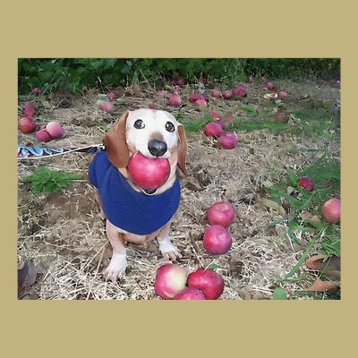 Apple Dog Meme Funny Dog With Apple In Mouth Funny Brainrot T-Shirt