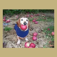Apple Dog Meme Funny Dog With Apple In Mouth Funny Brainrot Button
