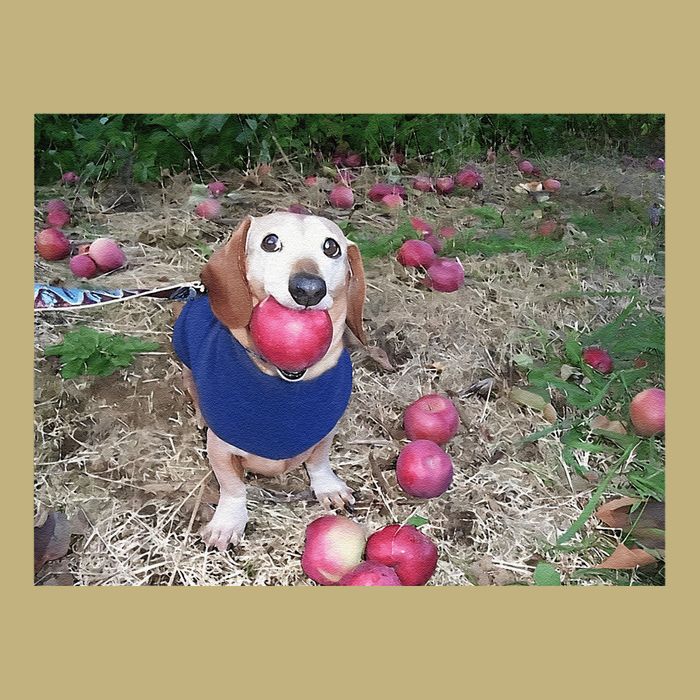 Apple Dog Meme Funny Dog With Apple In Mouth Funny Brainrot Button