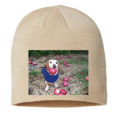 Apple Dog Meme Funny Dog With Apple In Mouth Funny Brainrot Sustainable Beanie