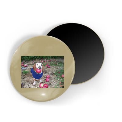 Apple Dog Meme Funny Dog With Apple In Mouth Funny Brainrot Magnet