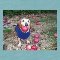 Apple Dog Meme Funny Dog With Apple In Mouth Funny Brainrot Sueded Cloud Jersey T-Shirt