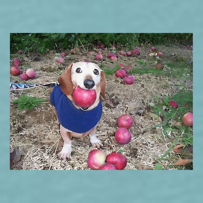Apple Dog Meme Funny Dog With Apple In Mouth Funny Brainrot Sueded Cloud Jersey T-Shirt