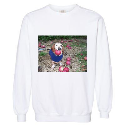 Apple Dog Meme Funny Dog With Apple In Mouth Funny Brainrot Garment-Dyed Sweatshirt