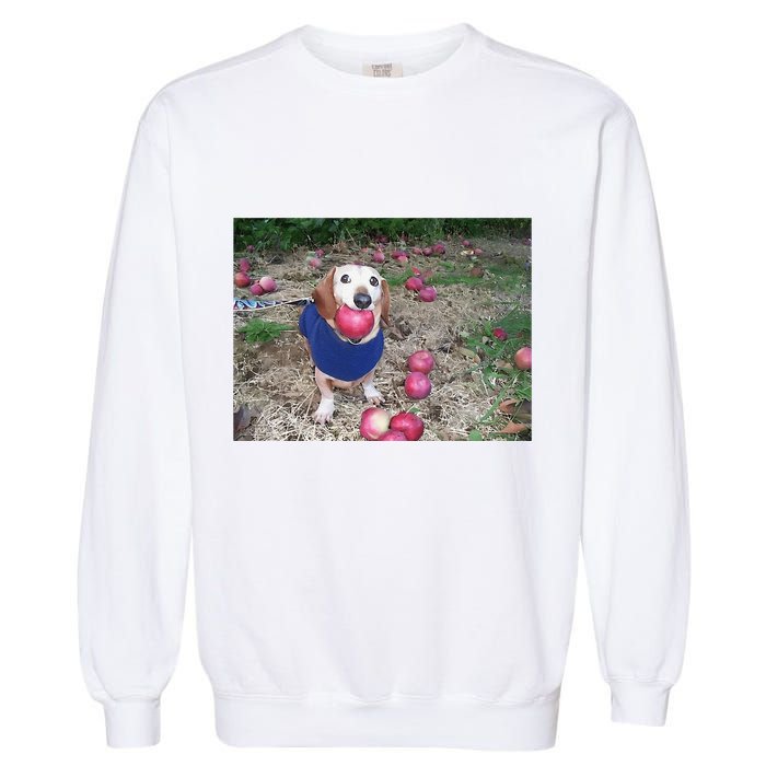 Apple Dog Meme Funny Dog With Apple In Mouth Funny Brainrot Garment-Dyed Sweatshirt