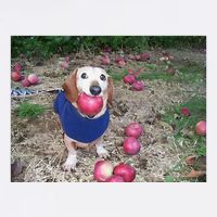 Apple Dog Meme Funny Dog With Apple In Mouth Funny Brainrot Garment-Dyed Sweatshirt