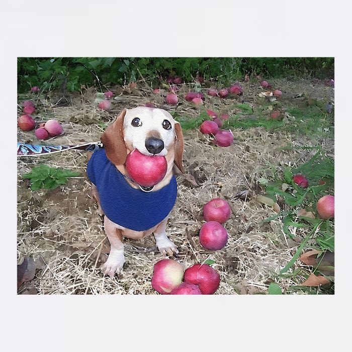 Apple Dog Meme Funny Dog With Apple In Mouth Funny Brainrot Garment-Dyed Sweatshirt