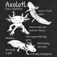 Axolotl Facts Species Types Endangered Animals Illustration  Tumbler