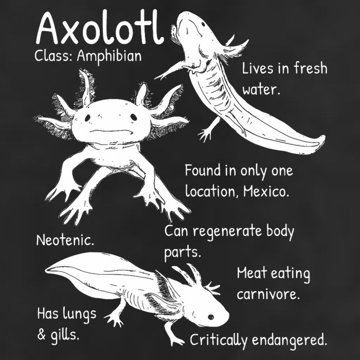 Axolotl Facts Species Types Endangered Animals Illustration  Tumbler