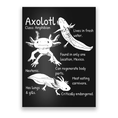 Axolotl Facts Species Types Endangered Animals Illustration  Poster
