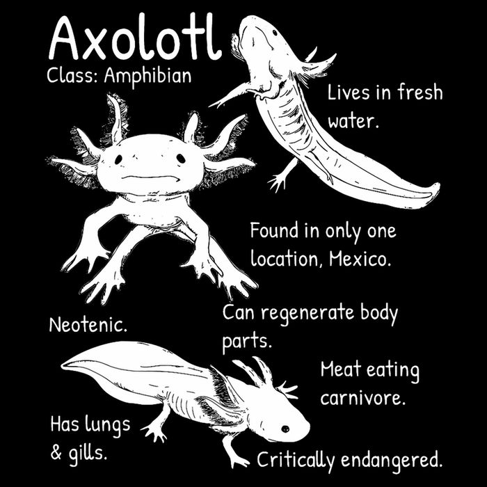 Axolotl Facts Species Types Endangered Animals Illustration  Womens T-Shirt