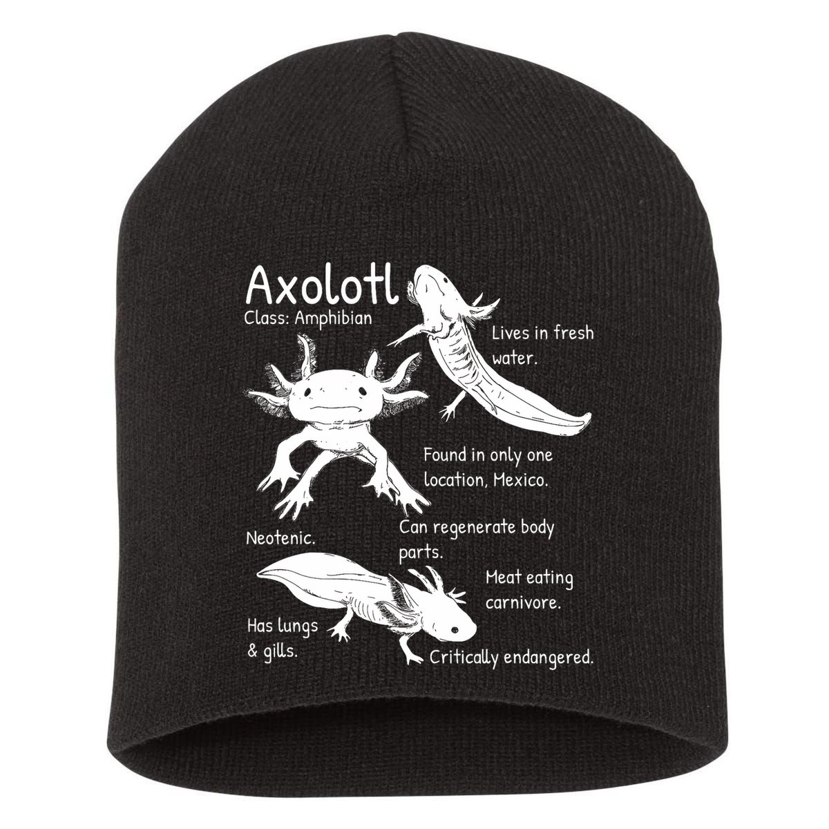 Axolotl Facts Species Types Endangered Animals Illustration  Short Acrylic Beanie