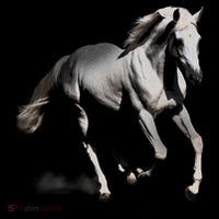 Arabian Horse Button