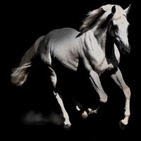 Arabian Horse Kids T-Shirt