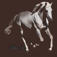 Arabian Horse Performance Shirt