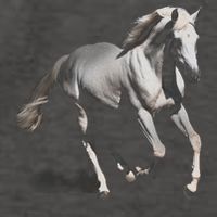 Arabian Horse Vector Backpack