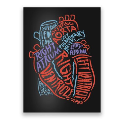 Anatomy Heart Cardiology Student Medical Professional Poster