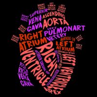 Anatomical Human Heart Cardiology Medical Cardiac Nurse TShirt Womens Tank Top