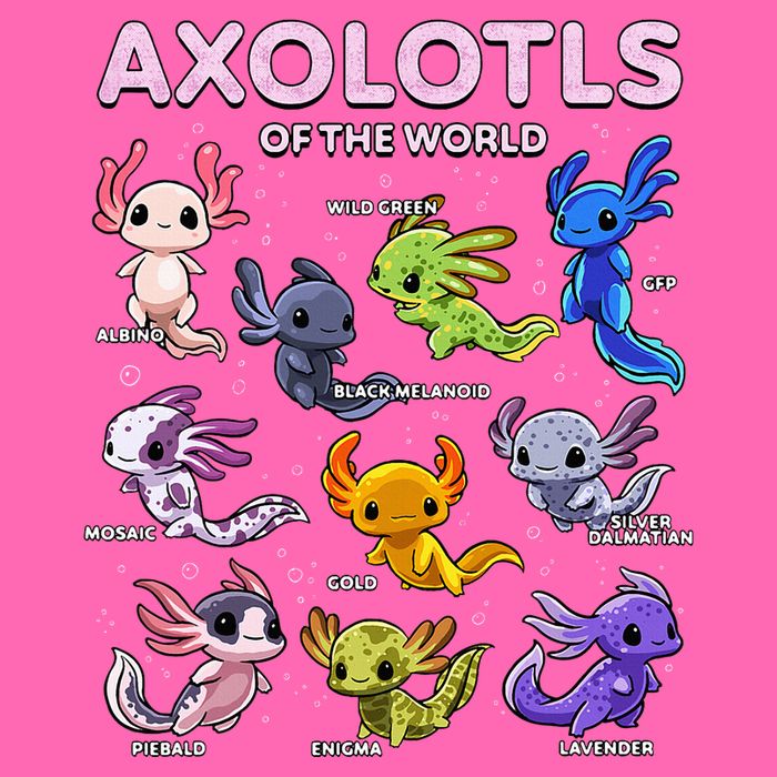 Axolotl Kawaii Axolotls Of The World Axolotl Animals Stripe Pom Pom Beanie