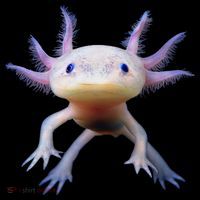Axolotl Limited Edition Drawstring Bag