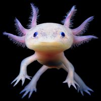 Axolotl Limited Edition 16 in Basic Backpack