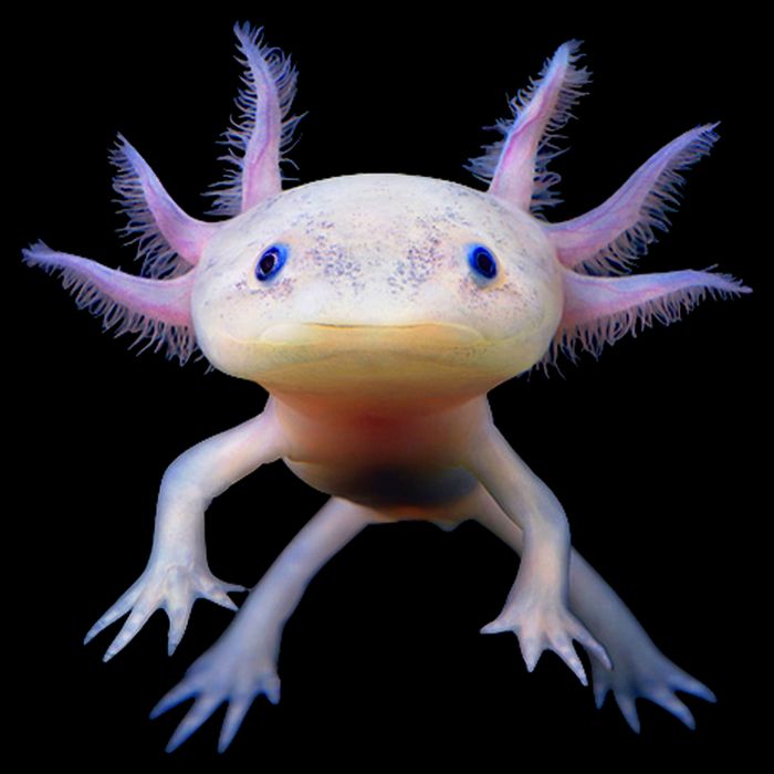 Axolotl Limited Edition 16 in Basic Backpack