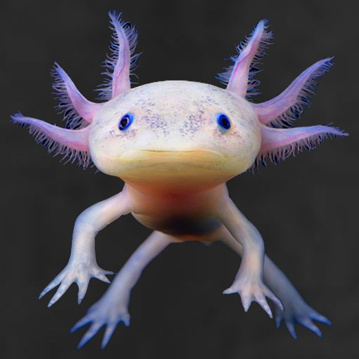 Axolotl Limited Edition Golf Towel
