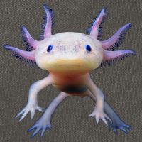 Axolotl Limited Edition Cotton Canvas Backpack