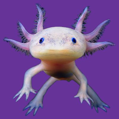 Axolotl Limited Edition T-Shirt