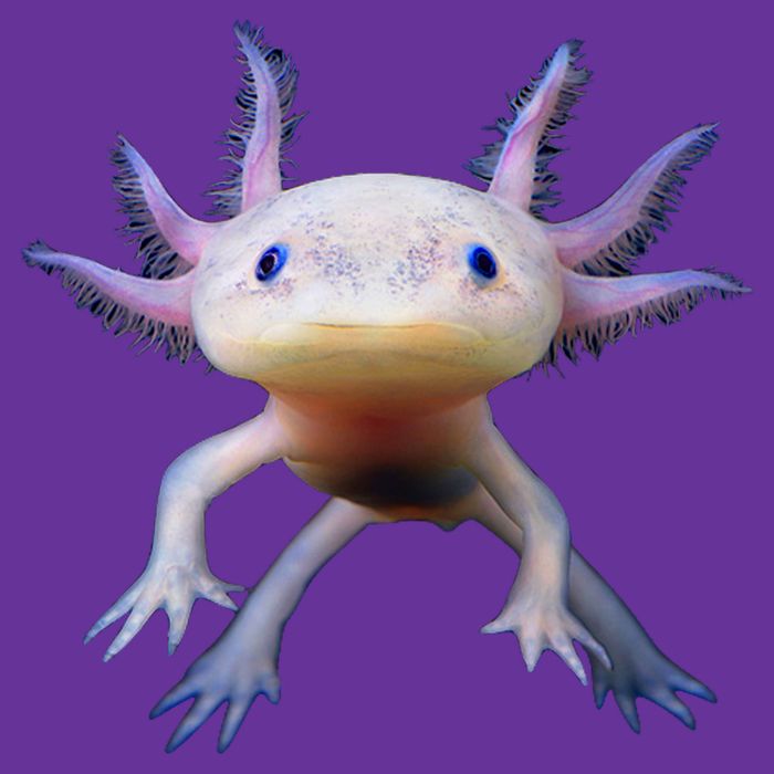 Axolotl Limited Edition Button