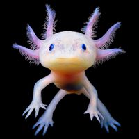 Axolotl Mexican Walking Fish Cute Amphibian Axolotl Cooling Performance Crew T-Shirt
