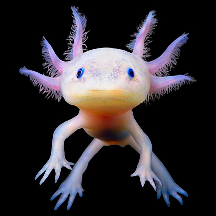 Axolotl Mexican Walking Fish Cute Amphibian Axolotl Cooling Performance Crew T-Shirt