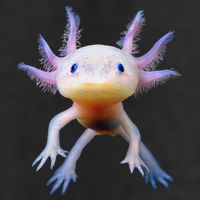 Axolotl Mexican Walking Fish Cute Amphibian Axolotl Adult Drive Performance Visor
