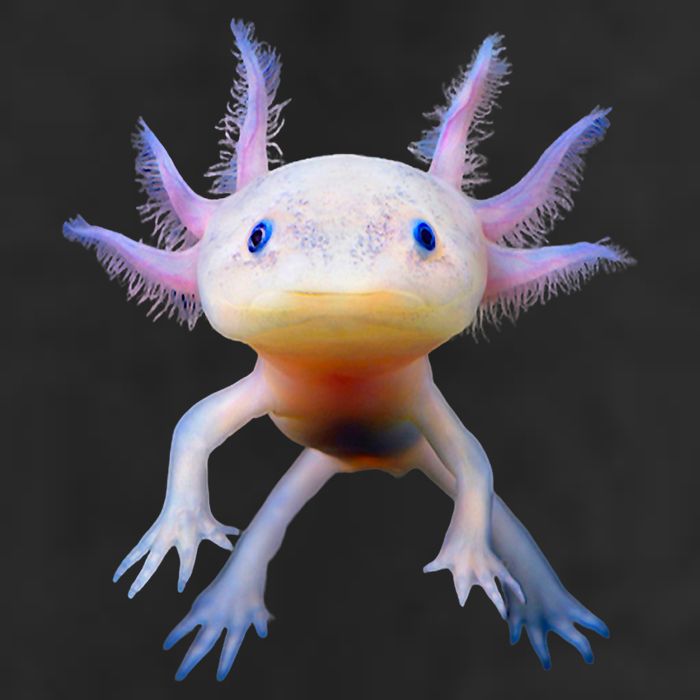 Axolotl Mexican Walking Fish Cute Amphibian Axolotl Adult Drive Performance Visor