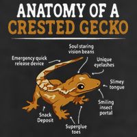 Anatomy Of A Crested Gecko Eyelash Lizard Herpetologist Hat
