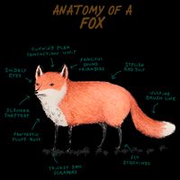 Anatomy Of A Fox Funny Cute Mug