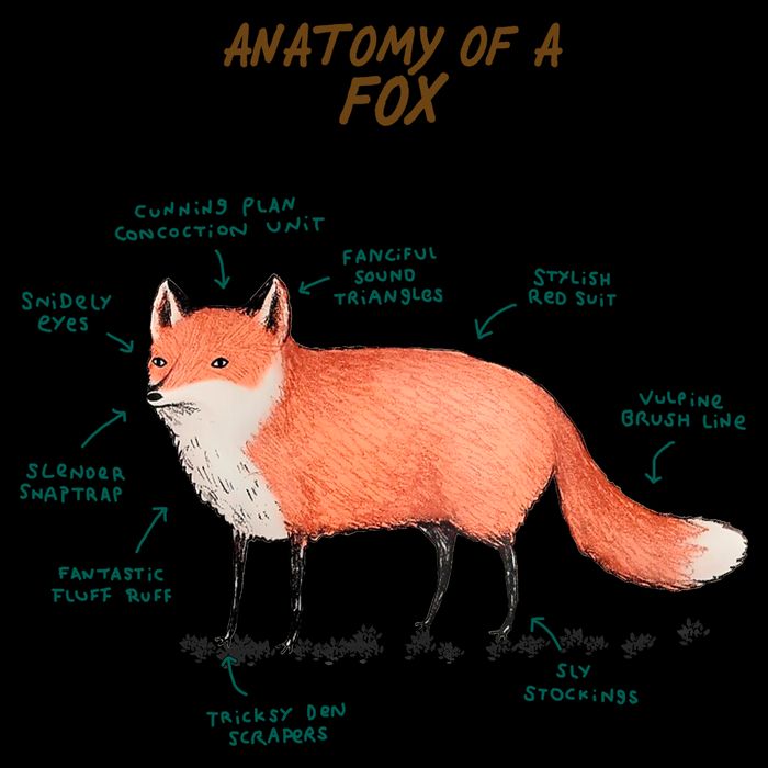 Anatomy Of A Fox Funny Cute Mug