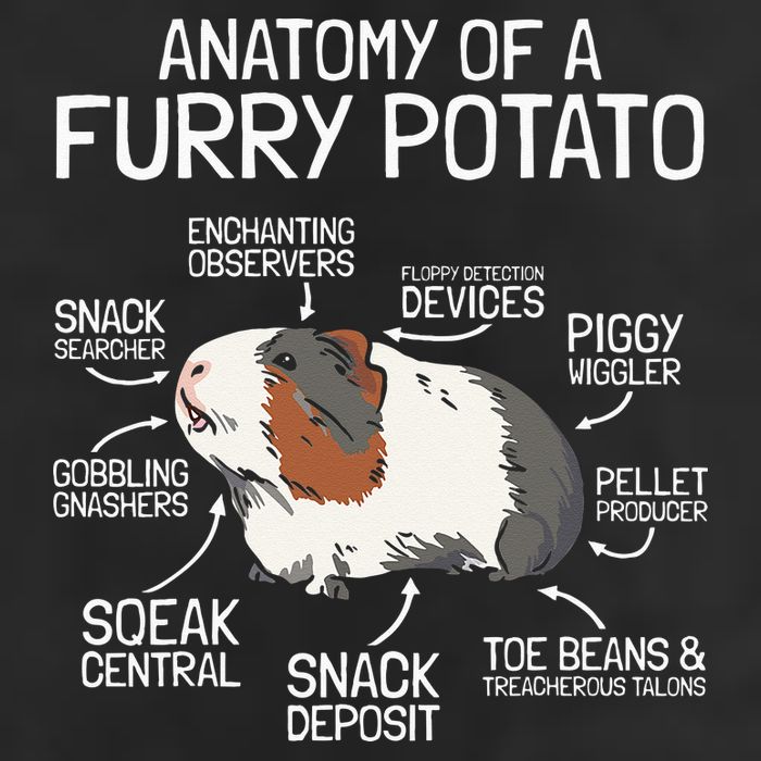 Anatomy Of A Furry Potato Guinea Pig 7 Panel Mesh Trucker Snapback Hat