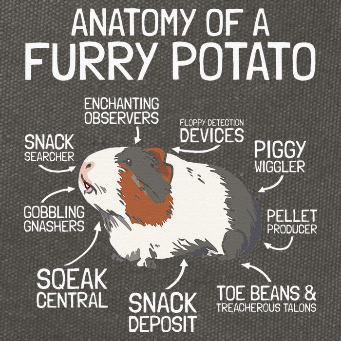 Anatomy Of A Furry Potato Guinea Pig Cotton Canvas Backpack