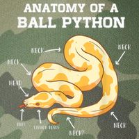 Anatomy Of A Ball Python Reptile Snake Owner Legacy Tie Dye Trucker Hat