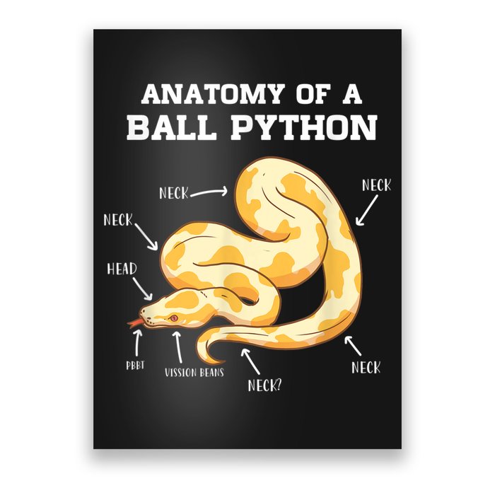 Anatomy Of A Ball Python Reptile Snake Owner Poster