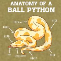Anatomy Of A Ball Python Reptile Snake Owner Garment-Dyed Women's Muscle Tee