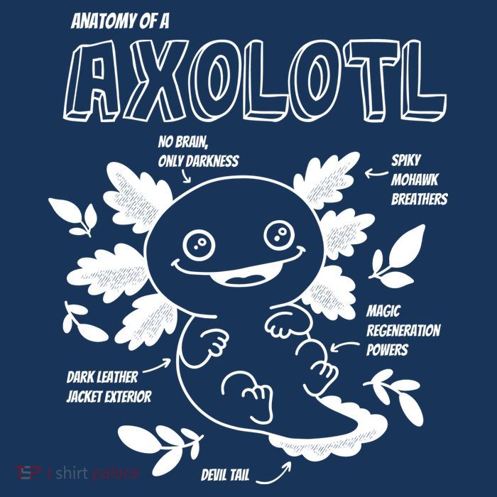 Anatomy Of A Axolotl Poster